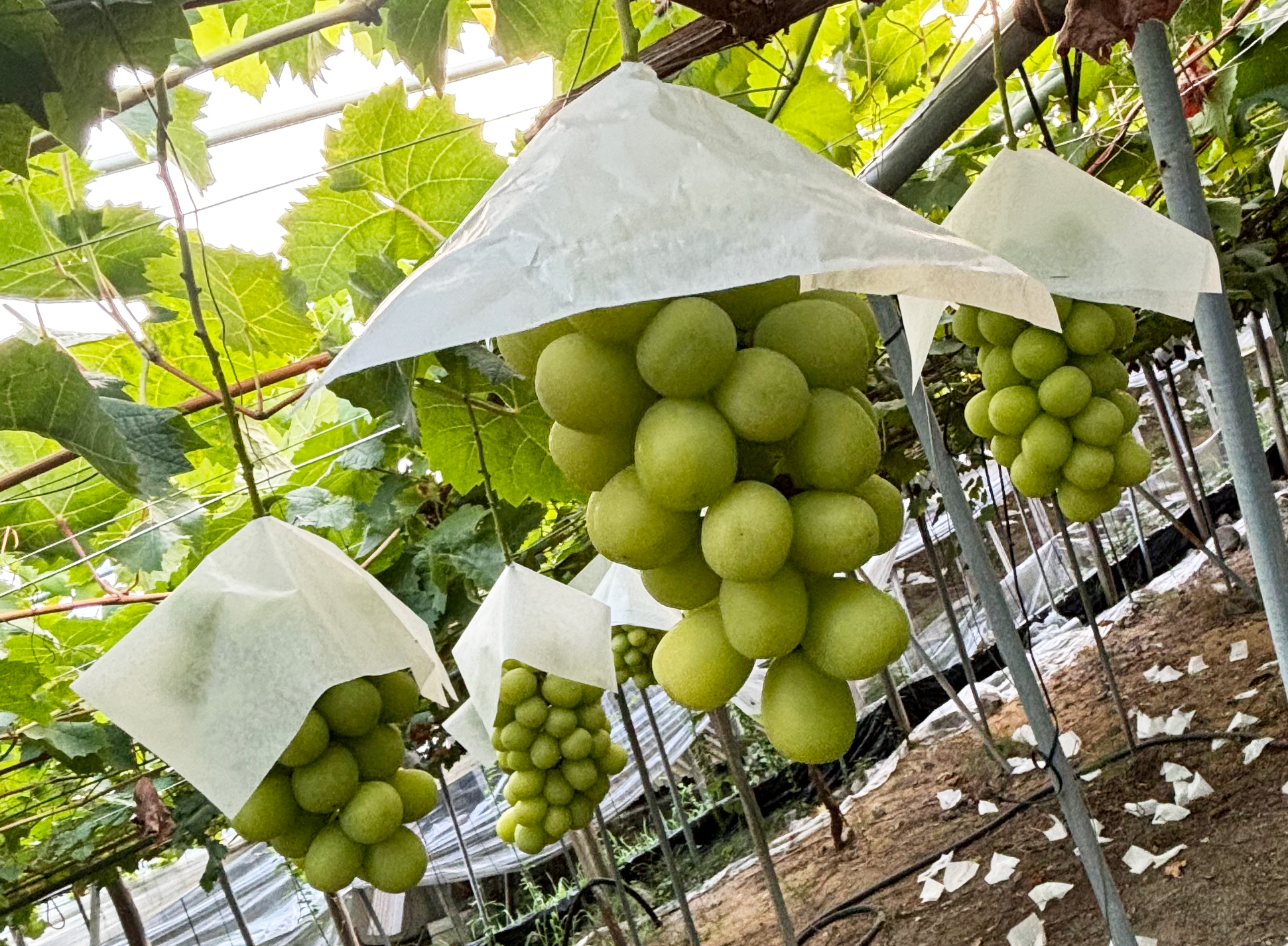 稲清農園ぶどう