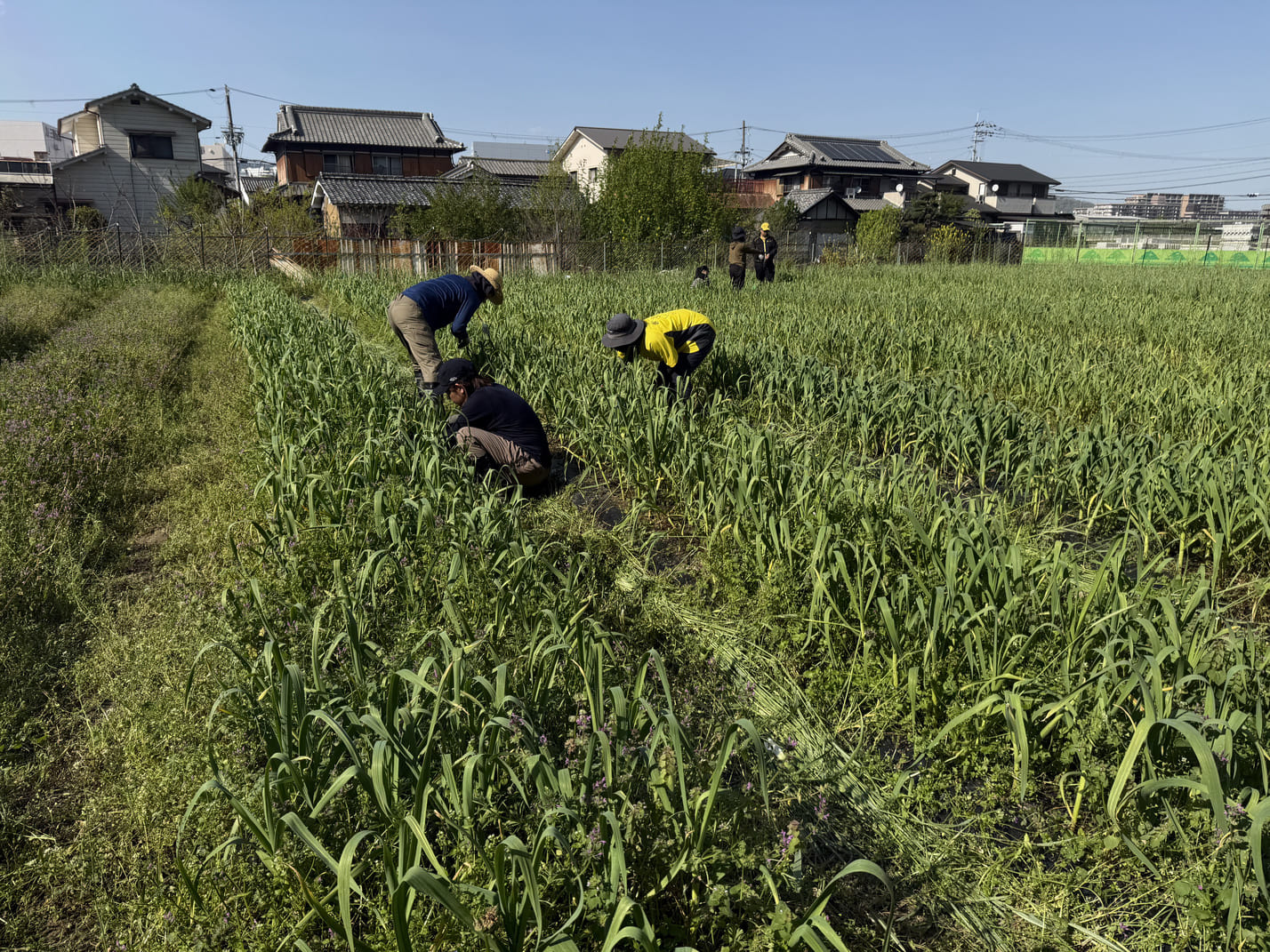 にんにく写真